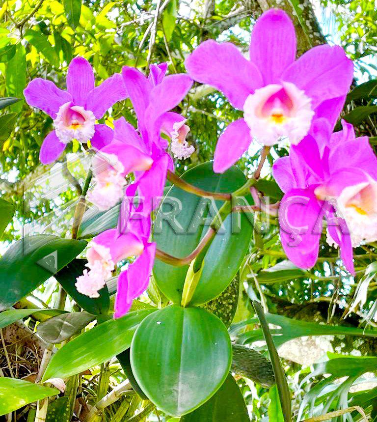 Vende-se Sítio com 6000 m², 5qts sendo 3 suítes em Aracruz/E.S - França Consultoria Imobiliária